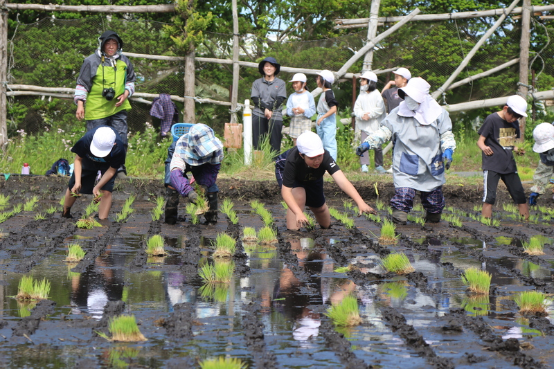 角浜小田植え体験３