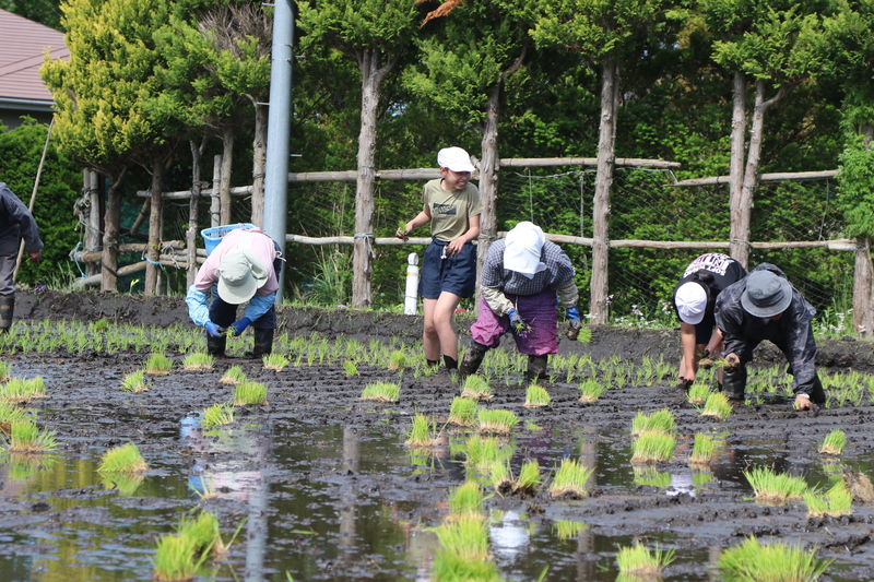 角浜小田植え体験１